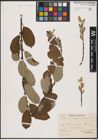 Foto von Salix aurita L. x Salix caprea L.
